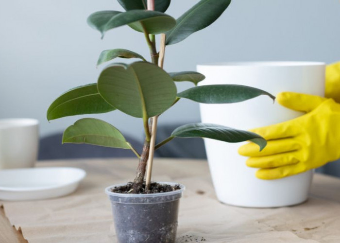 7 Tanaman Hias yang Bikin Mata Segar, Sedap Dipandang dan Rumah Lebih Hidup, Wajib Punya di Halaman