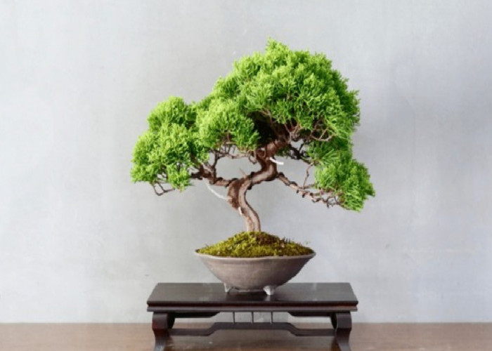 Jarang Diketahui, Tanaman Bonsai Mini yang Gampang Dirawat Ini Bisa Hidup Puluhan Tahun! Ini Fakta Uniknya