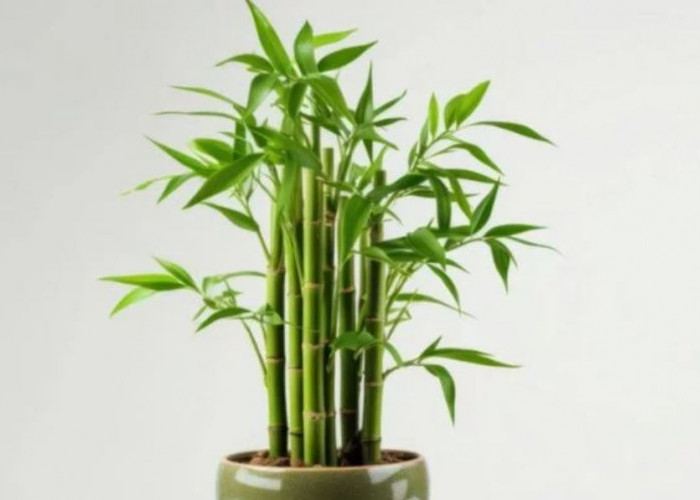 Wajib Punya! Ini 5 Tanaman Hias Pembawa Keberuntungan yang Bisa Mengundang Energi Positif & Kekayaan