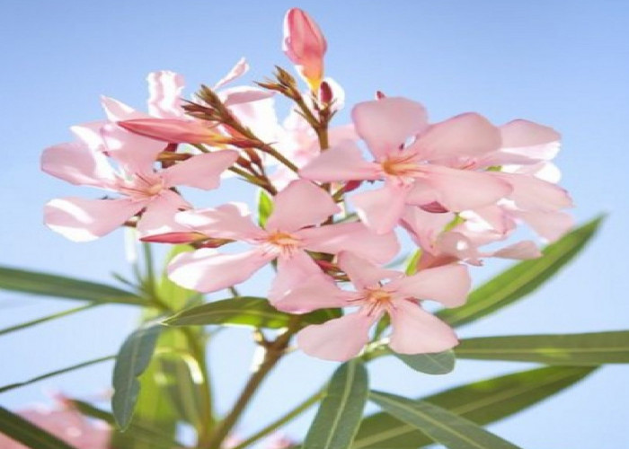 Sebaiknya Tidak di Tanam, Berikut 5 Jenis Tanaman Bunga yang Memiliki Racun Berbahaya