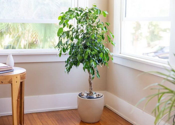 Rasakan Rumah Sejuk Alami Tanpa AC, 9 Tanaman Hias Ini Bisa Mendinginkan Ruangan dan Menyegarkan Udara 