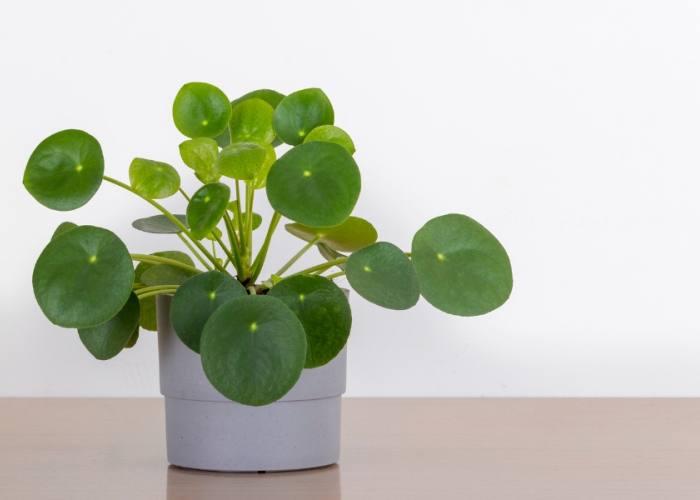 Wajib Punya! 7 Tanaman Hias yang Membawa Energi Positif ke Dalam Rumah & Mudah Dirawat