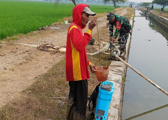 Babinsa Kodasari Dampingi Petani Atur Irigasi Bergilir, Antisipasi Kekeringan di Lahan Sawah Majalengka