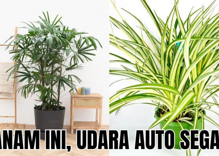 5 Tanaman Indoor Pembersih Udara Dalam Ruangan Ini Bisa Bantu Kamu Redakan Stress Pasca Bekerja