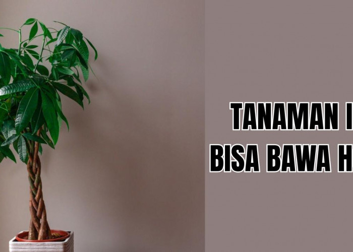 5 Tanaman Hias Pembawa Rezeki yang Bisa 'Dobrak' Semangat Kamu Mencari Cuan di Tahun 2026