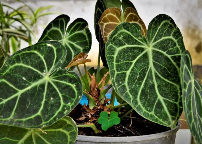 8 Tanaman Hias Depan Rumah Dipercaya Bawa Keberuntungan, Energi Positif dengan Perawatan Mudah