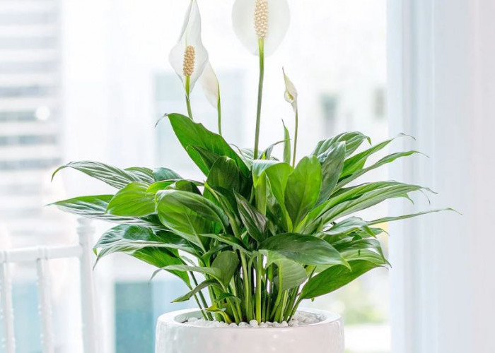5 Jenis Tanaman Hias Pembawa Keberuntungan & Pembawa Hoki, Kurangi Polusi Udara di Dalam Rumah