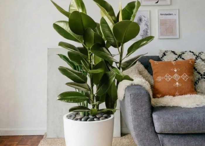 Dekorasi Minimalis Penyaring Polusi, Berikut 5 Tanaman Hidroponik Indoor yang Bisa Jadi Air Purifier Alami