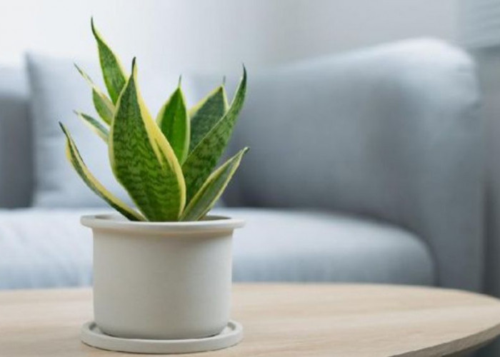 Tak Sekadar Hijau, 6 Tanaman Hias Feng Shui Ini Dipercaya Bawa Hoki, Rumah Adem dan Energi Positif Ikut Datang