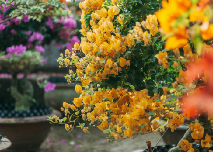 7 Tanaman Hias Depan Rumah Minimalis Modern yang Bikin Pekarangan Rumah Makin Estetik