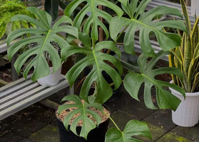 Tak Mudah Layu Saat Musim Hujan, Ini 5 Tanaman Hias yang Cocok untuk Teras Depan Rumah