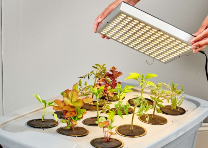 Gak Butuh Media Tanah! Ini 5 Tanaman Hidroponik Hias Cantik Ini Bisa Juga Kamu Konsumsi