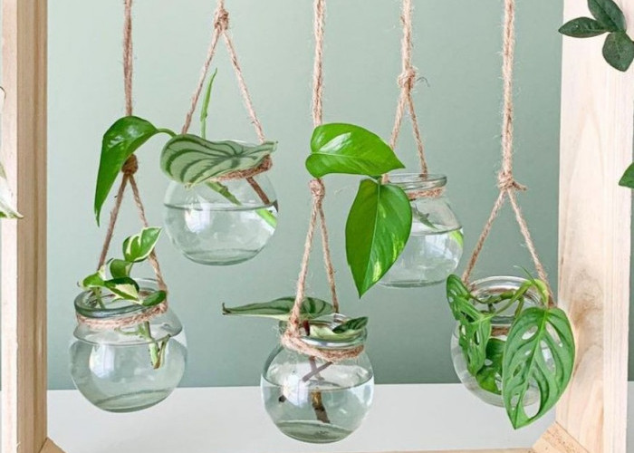 5 Rekomendasi Tanaman Hias Indoor dengan Media Vas Air, Mudah Perawatannya Serta Hemat Tempat