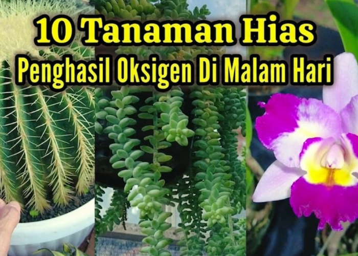 Bikin Tidur Makin Nyenyak dan Udara Bersih, 10 Jenis Tanaman Hias Penghasil Oksigen di Malam Hari untuk Indoor