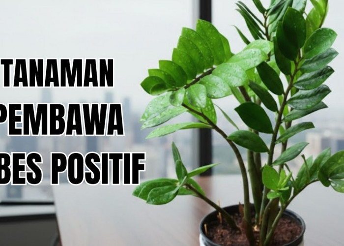4 Tanaman Hias Indoor Pembawa Energi Positif Ini Bikin Kamu Betah di Rumah! Ini Alasannya