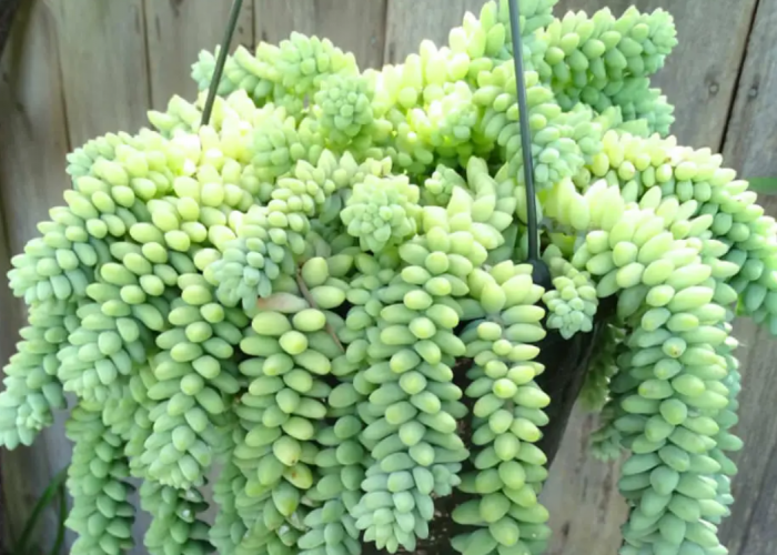 10 Jenis Tanaman Hias Estetik yang Bisa Digantung di Teras Rumah, Dekorasi Alami untuk Rumah Minimalis