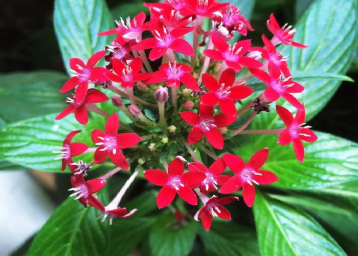 5 Tanaman Hias Outdoor Pembawa Keberuntungan, Bikin Teras dan Halaman Makin Hoki