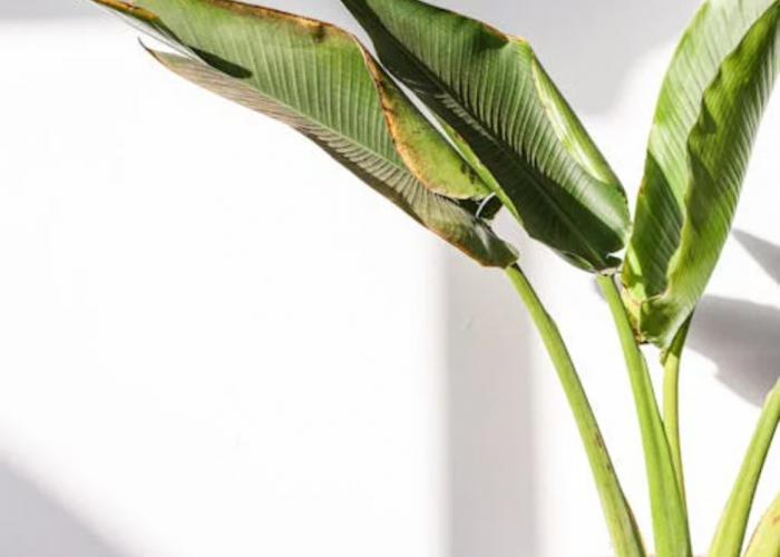 10 Pilihan Tanaman Hias Outdoor yang Tahan Panas Terik dan Hujan Badai, Cocok Ditanam di Pekarangan Rumah