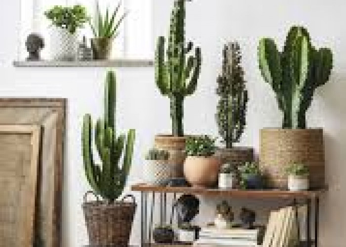 Tak Perlu Sering Disiram! Ini 5 Tanaman Hias Indoor yang Minim Perawatan & Tahan Banting untuk Dekorasi Hunian