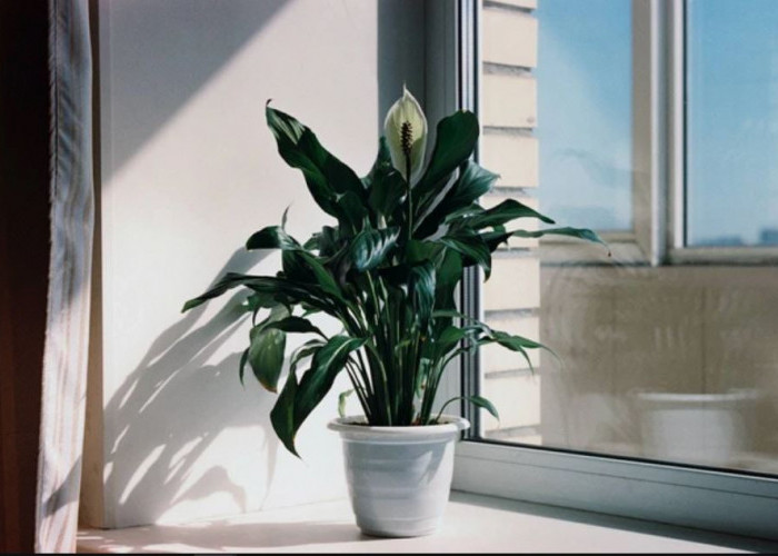 Bikin Rumah Estetik tapi Bukan Cuma Itu, 7 Macam Tanaman Hias Indoor Menurut Feng Shui yang Mampu Menarik Hoki