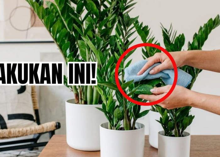 Super Lengkap 3 Rekomendasi Tanaman Hias Indoor dan Cara Merawatnya, Simak  Penjelasan Hanya Disini!