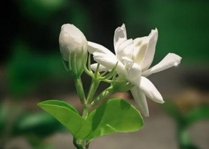 7 Tanaman Outdoor Cantik untuk Teras Rumah yang Hoki, Mendatangkan Keberuntungan dan Ciptakan Suasana Harmonis