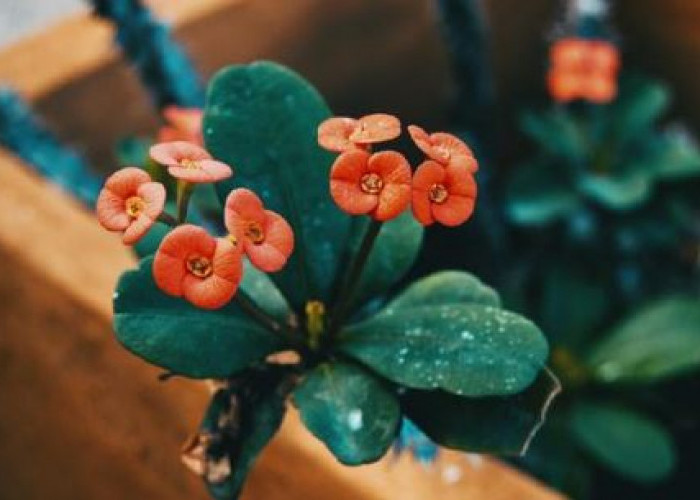 Pembawa Sial, Berikut 4 Jenis Tanaman Hias Penghambat Keberuntungan  yang Tidak Boleh Diletakan di Dalam Rumah