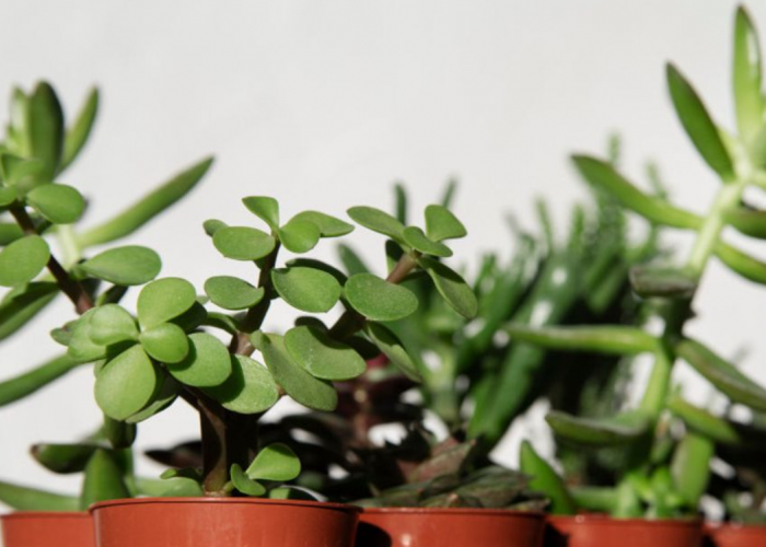 Bukan Cuma Estetik, Ini 6 Tanaman Hias Pembawa Keberuntungan dan Cuan yang Wajib Ada di Rumah