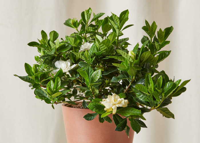 Wajib Punya! 5 Tanaman Hias Indoor Punya Aroma Harum Semerbak, Percantik Ruangan Sekaligus Pengharum Alami