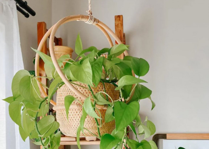 Interior Rumah Jadi Estetik, 10 Tanaman Hias Gantung untuk Dipajang di Dalam Ruangan, Ini Tips Menggantungnya!