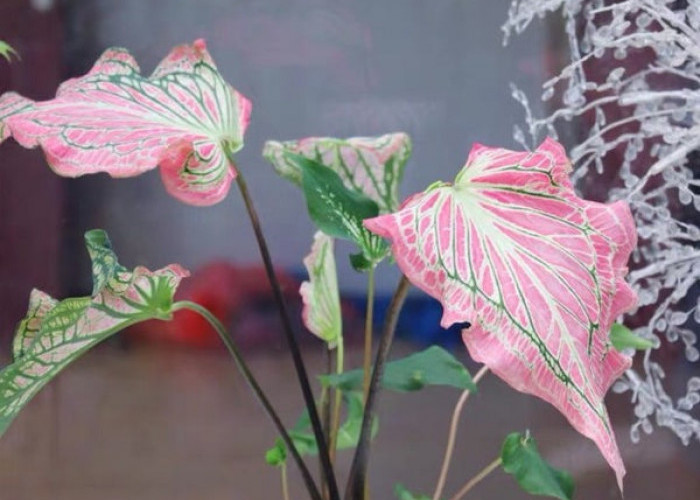 Suasana Asri, Bikin Hoki! 5 Tanaman Hias Outdoor Pembawa Keberuntungan yang Estetik di Teras Rumah 