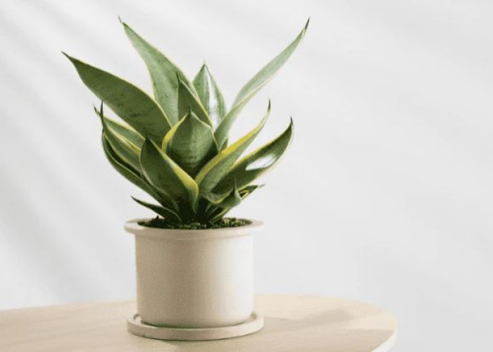 Wajib Punya di Ruang Tamu, Ini 8 Tanaman Hias Pembersih Udara Penyaring Polusi & Bakteri yang Mudah Dirawat