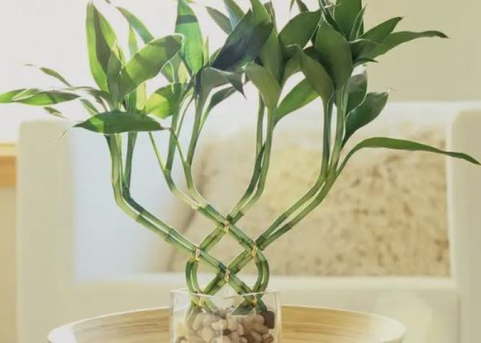 Daftar Tempat Penempatan Bambu Air Sesuai Feng Shui Paling Maksimal, Untuk Mengundang Hoki & Rezeki