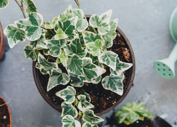 Minimal Punya Satu! Berikut 7 Tanaman Hias Pembersih Udara dari Segala Polusi, Cocok Untuk Rumah di Perkotaan