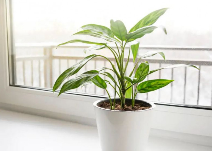 Perbaiki Kualitas Udara di Rumah, Ini 8 Tanaman Hias Pembersih Udara dari Polusi yang Layak Dipertimbangkan