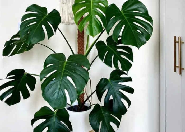 Simpel Tapi Elegan! Ini 5 Tanaman Hias yang Cocok Ditempatkan di Depan Rumah, Tampilan Modern & Mudah Dirawat