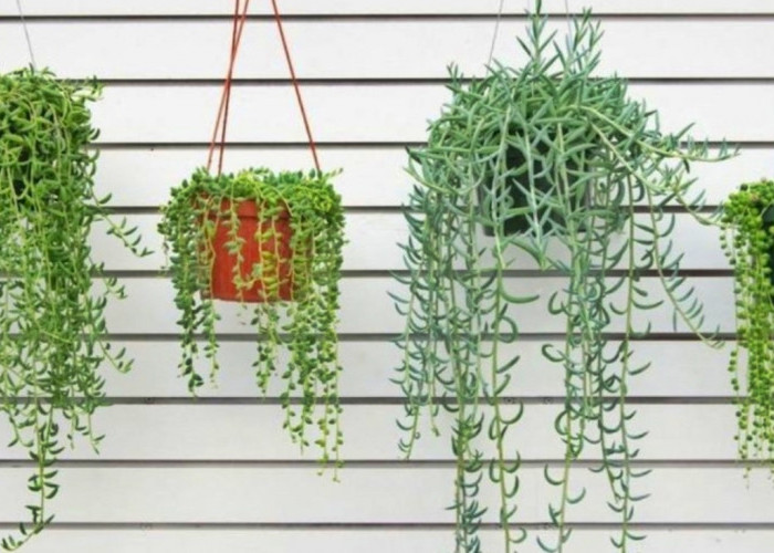 Rekomendasi Pilihan 7 Tanaman Gantung Penghasil Oksigen Terbaik, Bisa Indoor dan Outdoor
