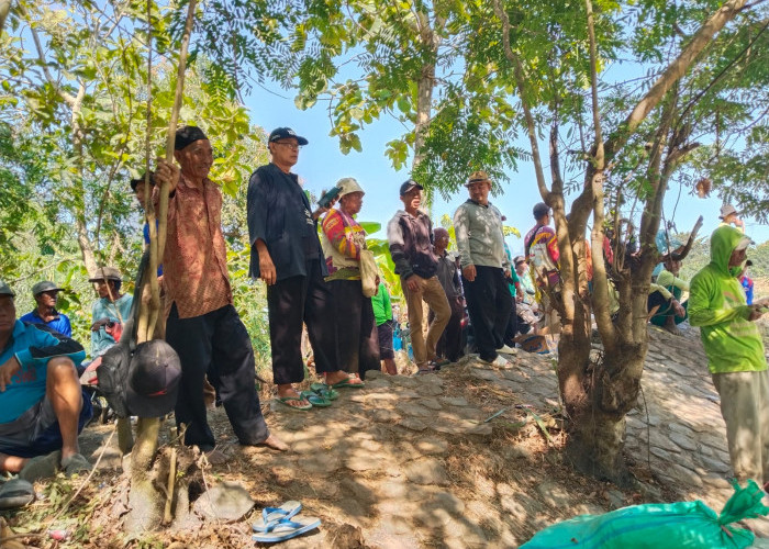 Ratusan Hektare Sawah di Ligung Terancam Puso, Petani Minta Sodetan Air Bendung Rentang Segera Dibangun