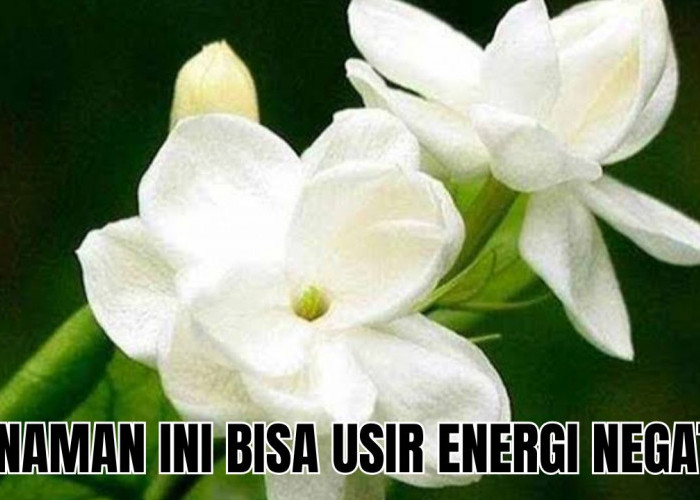 Sering Lelah Setelah Bekerja Seharian? Usir dengan 3 Tanaman Hias Pengusir Energi Negatif Ini