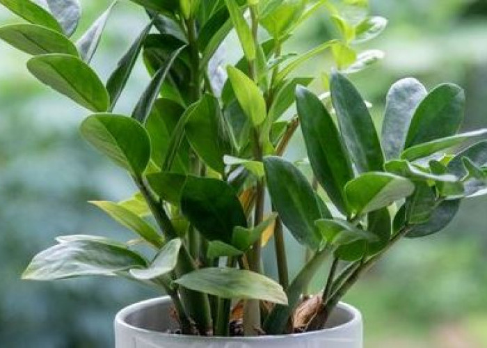 Pembawa Kekayaan dan Kesehatan, Berikut 6 Tanaman Hias Indoor Pembawa Keberuntungan Cocok Untuk Dekorasi