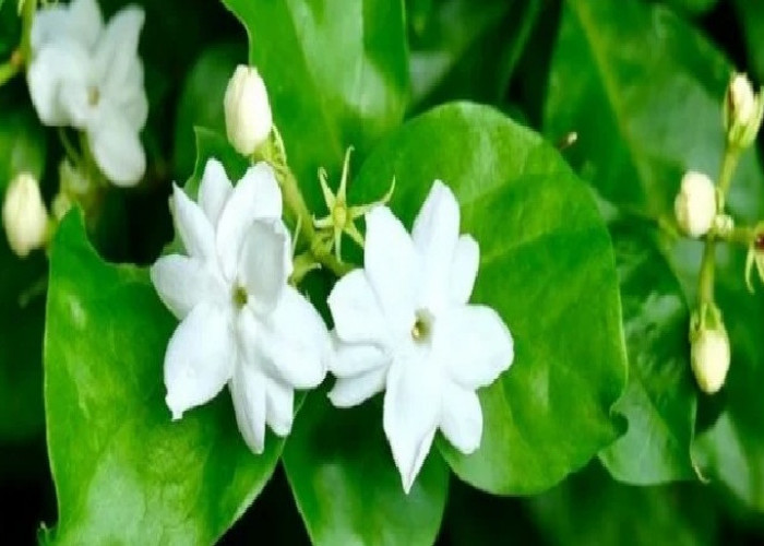 Hoki Sepanjang Tahun!  Ini 7 Tanaman Hias Outdoor Pembawa Keberuntungan untuk Teras dan Halaman Depan Rumah