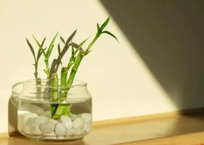 Jangan Salah, Ini Penempatan Bambu Air Menurut Feng Shui Agar Hoki dan Rezeki Mengalir Deras ke Rumah