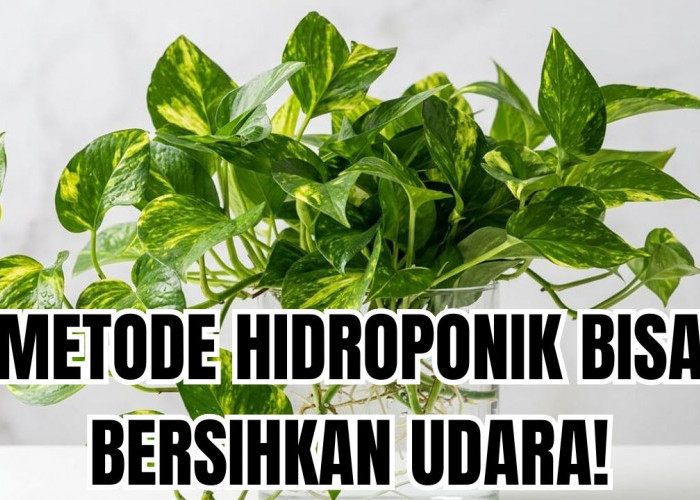 Cara Lengkap Memilih Tanaman Hias Hidroponik Pembersih Udara, Temukan Manfaatnya Hanya Disini!