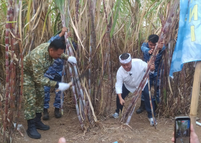 Panen Raya Tebu Majalengka Dorong Swasembada Gula dan Perkuat Ketahanan Pangan Jawa Barat