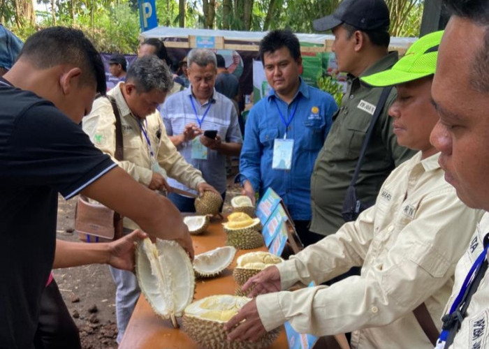 SERU BANGET! Berburu Durian di Festival Pasar Leuweung Situ Cipanten, Ada Durian Lato-lato sampai Durian Cinta