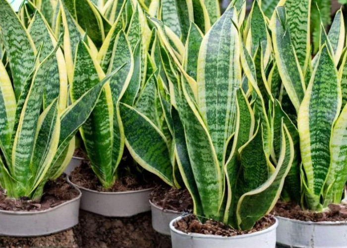 6 Tanaman Hias Cocok untuk Kamar Gelap yang Bisa Menyegarkan Udara dan Percantik Interior Rumah