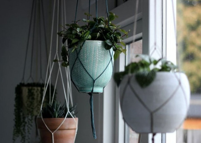 5 Rekomendasi Tanaman Gantung Hias yang Minim Perawatan, Bisa di Taruh di Area Jendela