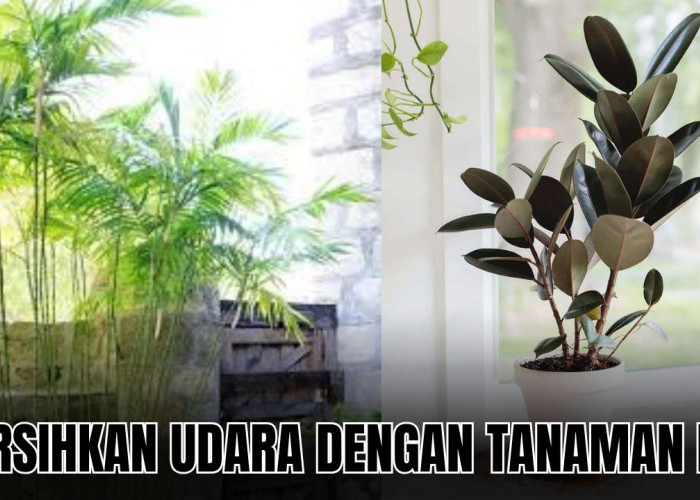 Rawat 3 Tanaman Hias Pembersih Udara dalam Ruangan Ini dan Rasakan Manfaatnya!