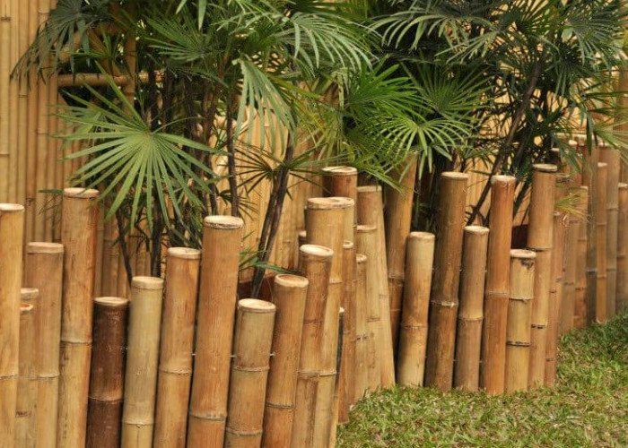 Pembawa Energi Positif & Rezeki, 7 Tanaman Hias yang Cocok Untuk Dekorasi Teras Rumah dan Mudah Dirawat