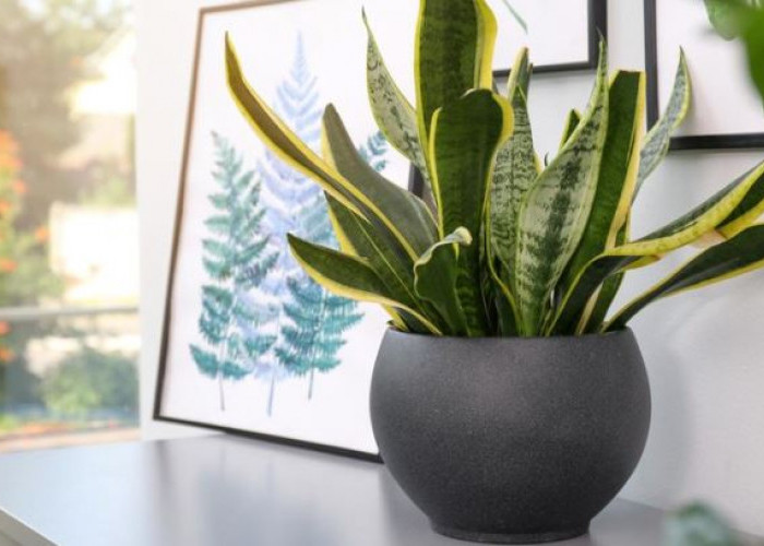 10 Rekomendasi Tanaman Hias Penghasil Oksigen, Bisa Ditaruh Dimana Saja dan Perawatannya Mudah